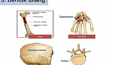 Fungsi Tulang Pada Manusia - Materi Kelas V Tema 1 Sub Tema 2