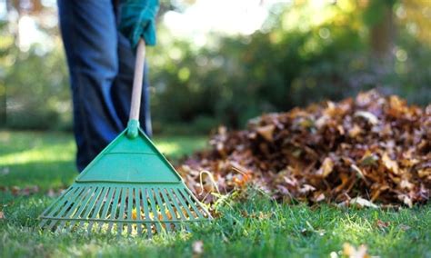 yard cleaning services