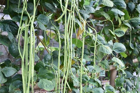 Yard Long Beans Images