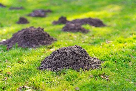 yard mole removal service