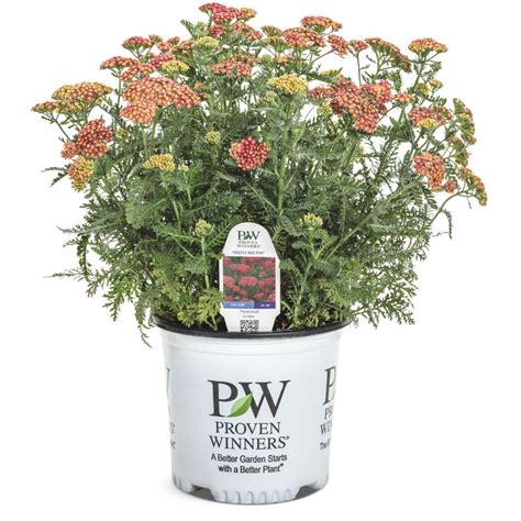 Yarrow Proven Winners