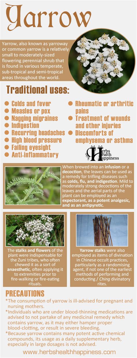 Yarrow Root Medicinal Uses