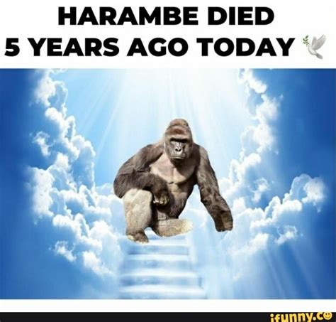 year harambe died