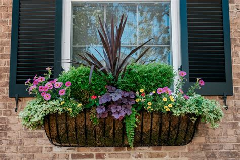 Year Round Window Box Plants