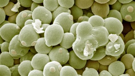 Yeast