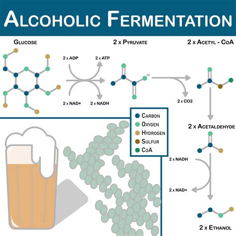 Yeast Alcohol Fermentation