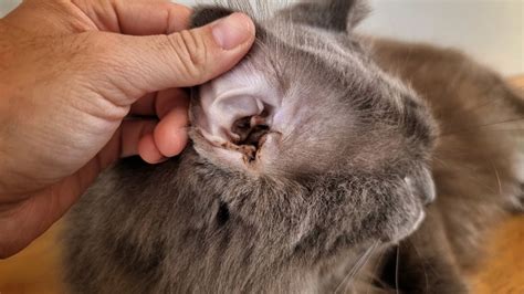 yeast infection in cats ears symptoms