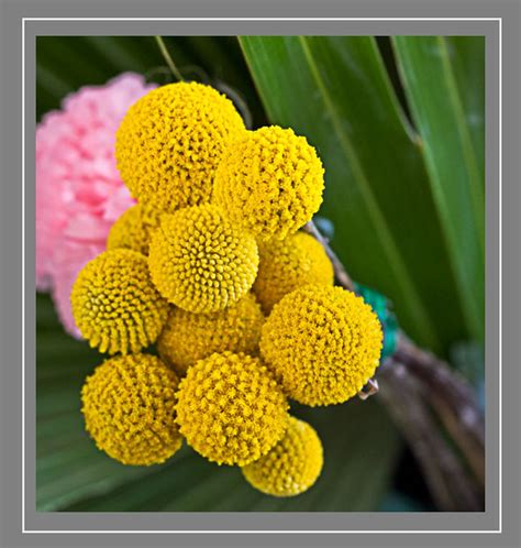 yellowballflower2(1of1) Flickr Photo Sharing!