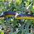 yellow belly black snake north queensland