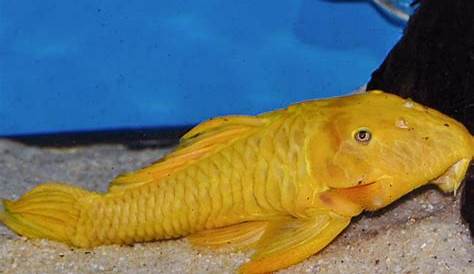 Yellow Chubby Pleco For Sale Rubber Parancistrus Aurantiacus L056Y Currently