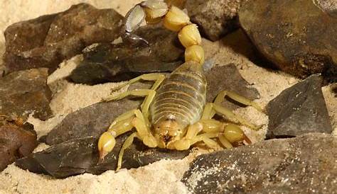 Yellow Fat Tailed Scorpion Care s In The UK Animal Animal Facts