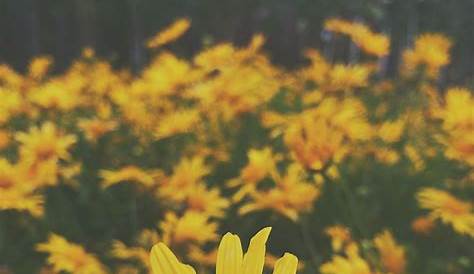 Yellow Flowers Wallpaper Iphone