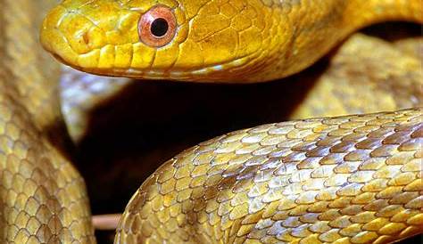 Yellow Rat Snake Pet