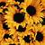 yellow sunflower aesthetic