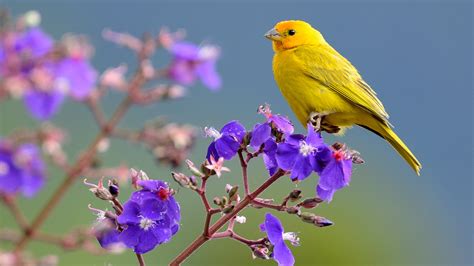 Saffron Finch Yellow Bird Is Sitting On Purple Flower 4K HD Birds