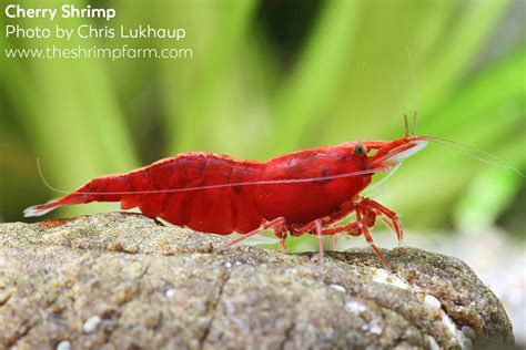 Yellow Algae Eating Shrimp