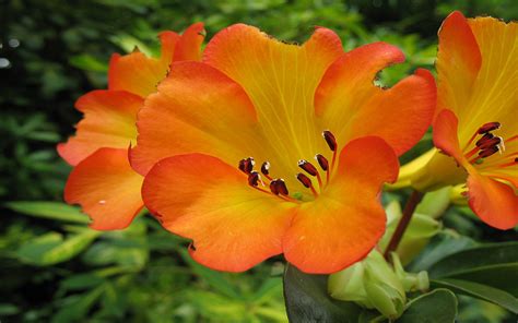 yellow and orange flowers images