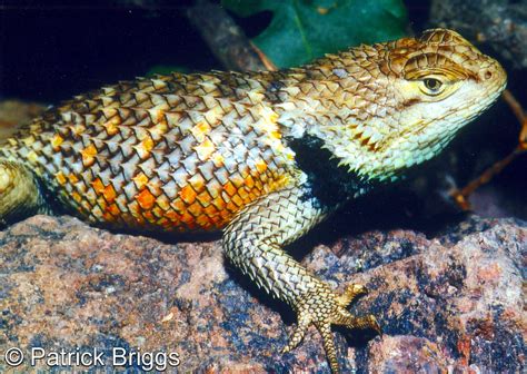 yellow backed spiny lizard
