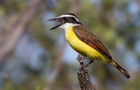 yellow belly bird in costa rica
