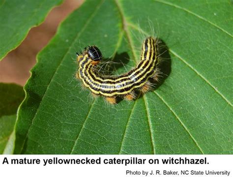 Yellow Caterpillar Nc