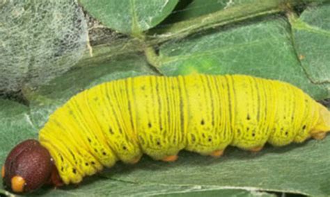 Yellow Caterpillar Types