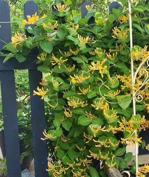 Yellow Climbing Vines