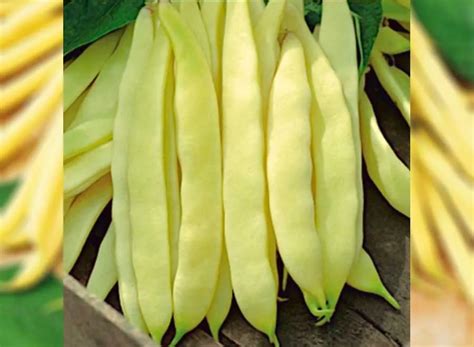 Yellow Flat Beans Seeds