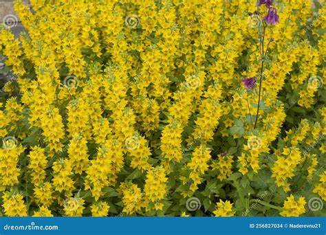 yellow flower bed