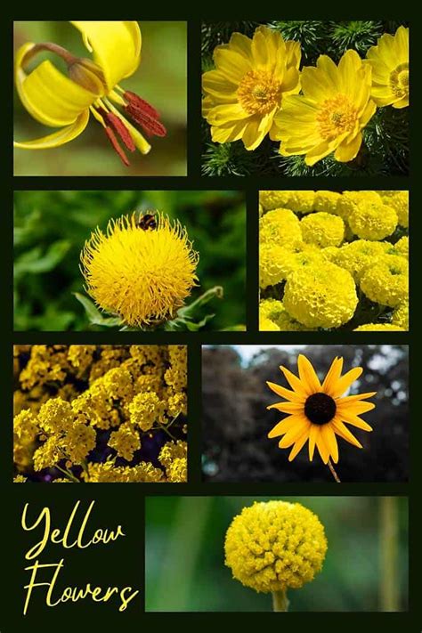 Discover the Secret Beauty of Yellow Flowers A Colorful Journey