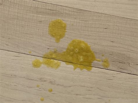 Yellow Fluid From Dog