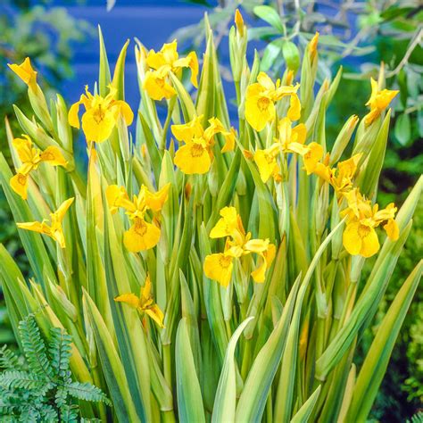 Yellow Iris Bulbs