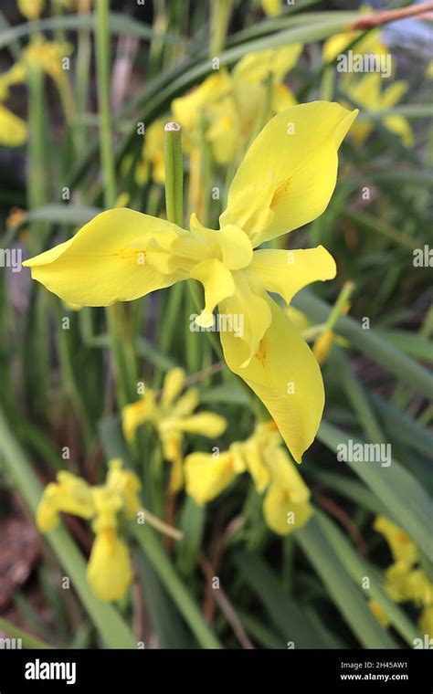 Yellow Iris Like Flowers