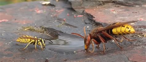 Image of a yellow jacket