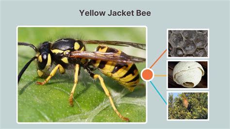 Yellow Jacket Bee Scientific Name