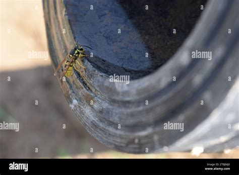 Image of a yellow jacket drinking water