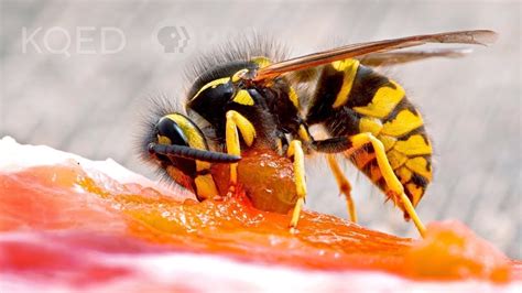 Image of a yellow jacket on a piece of meat