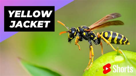 Yellow Jacket Slang Term