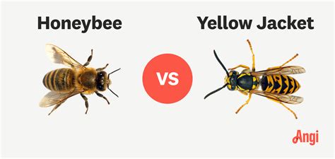 yellow jacket vs honey bee