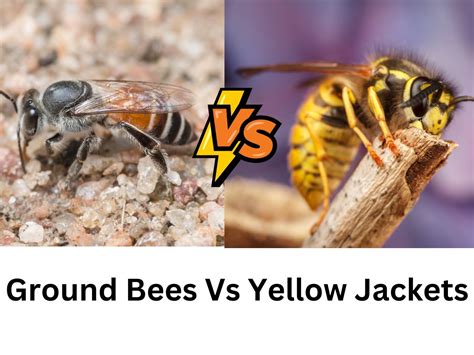 Yellow Jacket Vs Meat Bee