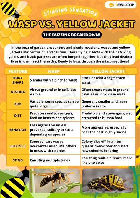Yellow Jacket Vs Wasp Sting