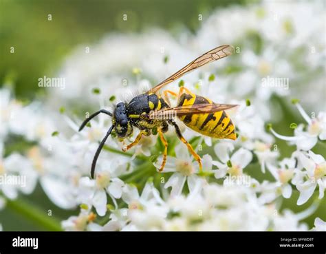 Yellow Jacket Wasp England