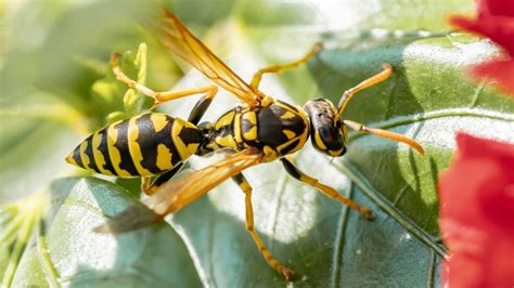 Yellow Jacket Wasp India