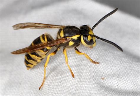 yellow jacket wasp south africa