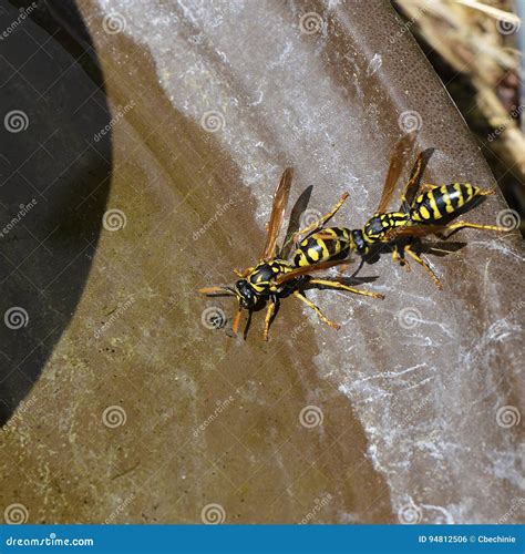 Yellow Jackets Bird Bath