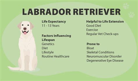 yellow lab life span