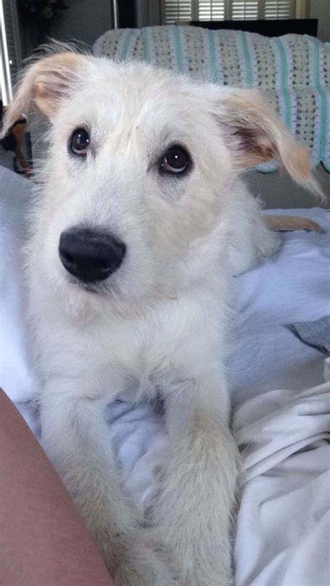 Yellow Lab Schnauzer Mix