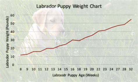 Yellow Labrador Weight Chart