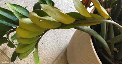 Yellow Leaf Tips Zz Plant
