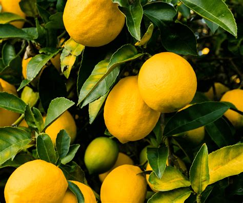 Yellow Lemon Tree Meaning