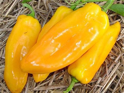 yellow marconi pepper seeds